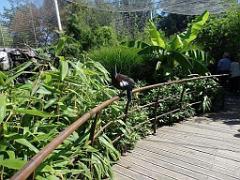 101PARC AUX OISEAUX DANS L AIN 2016 2_000025